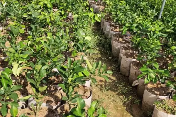 图片[4]-了解柚子防虫办法的方法和重点？了解柚子防虫办法要做好哪些细节？-会东网