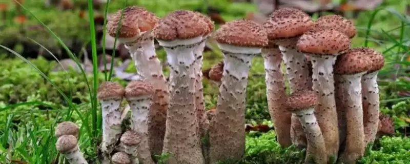蘑菇这种菌类植物有种子吗 ,蘑菇科菌类植物是没有种子这一说法的-会东网