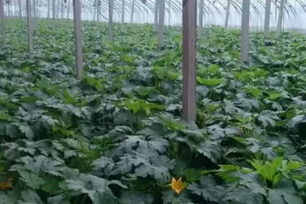 图片[2]-如何避免西葫芦落花落果？种植西葫芦要预防哪些落花落果问题？-会东网