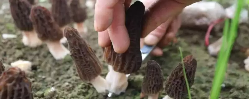 判断羊肚菌无菌霜是否会出菇的方法和重点？判断羊肚菌无菌霜是否会出菇要做好哪些细节？-会东网