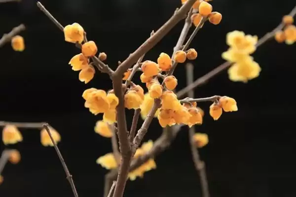 图片[7]-无惧烈日的花卉：向日葵、茉莉花、碗莲的阳光秘籍-会东网