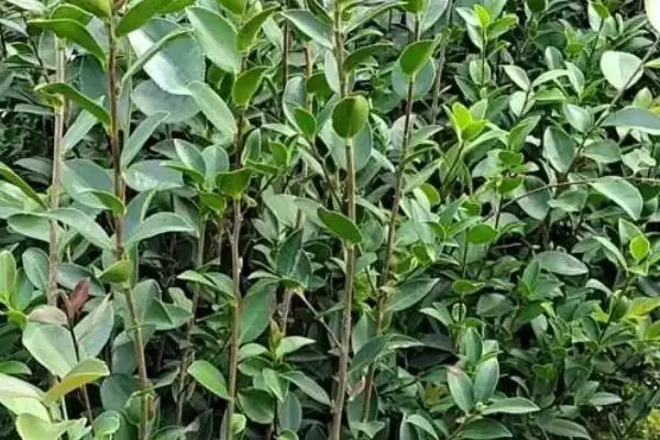 图片[3]-了解油茶苗价格的方法和重点？了解油茶苗价格要做好哪些细节？-会东网