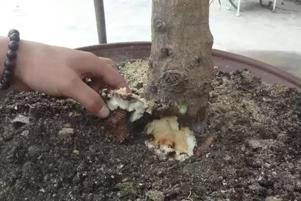 图片[5]-龙血树的浇水方法要点 ,龙血树不同季节怎么浇水呢？-会东网
