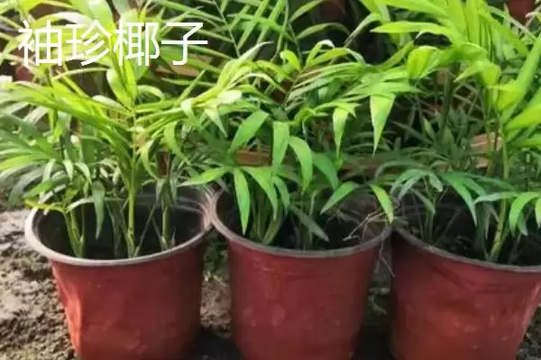 图片[4]-室内耐阴植物之光：富贵竹的观赏与养护技巧-会东网