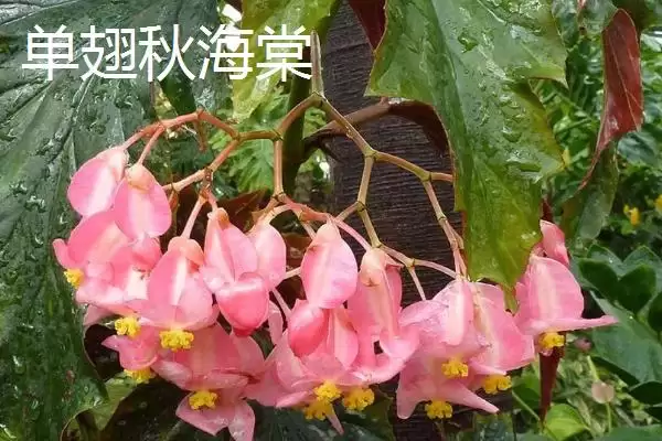 图片[2]-秋海棠品种大集合：单翅秋海棠及中华秋海棠等介绍-会东网