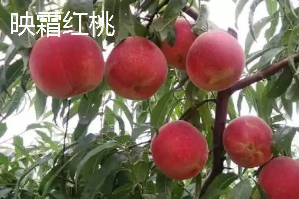 图片[5]-了解映霜红桃成熟上市月份的方法和重点？了解映霜红桃成熟上市月份要做好哪些细节？-会东网