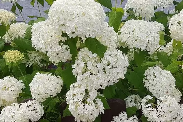 图片[3]-养香雪球使其多开花的方法和重点？养香雪球使其多开花要做好哪些细节？-会东网
