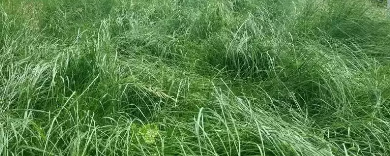 鼠茅草的产地？了解鼠茅草产地要知晓哪些主要的地域分布信息？-会东网