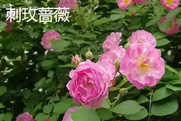 图片[2]-蔷薇花种类大集合：多数为世界著名观赏植物的品种介绍-会东网
