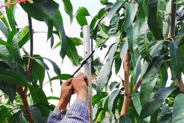 图片[2]-芒果如何进行修剪 ,芒果修剪分为哪些时期-会东网