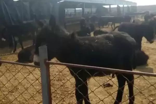 图片[3]-肉驴养殖利润有多大？评估肉驴养殖利润要分析哪些关键因素？-会东网