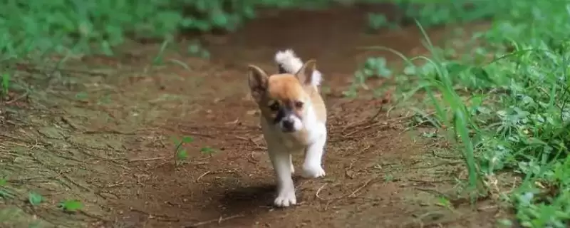 犬瘟热深度解析：主要感染犬科动物的疾病特点-会东网
