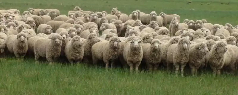 肉羊的养殖效益会受到哪些因素的影响？分析肉羊养殖效益要考虑哪些因素？-会东网