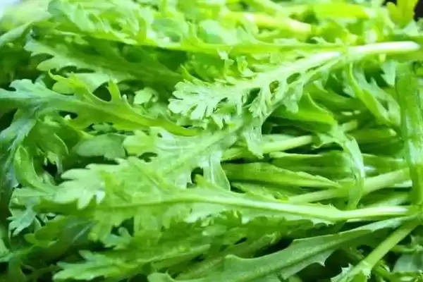 图片[4]-七月蔬菜种植清单：甘蓝、番茄、辣椒的应季栽培法-会东网