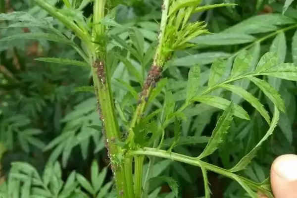 图片[6]-万寿菊的种植方法？种植万寿菊要遵循哪些科学的种植步骤和管理要点？-会东网