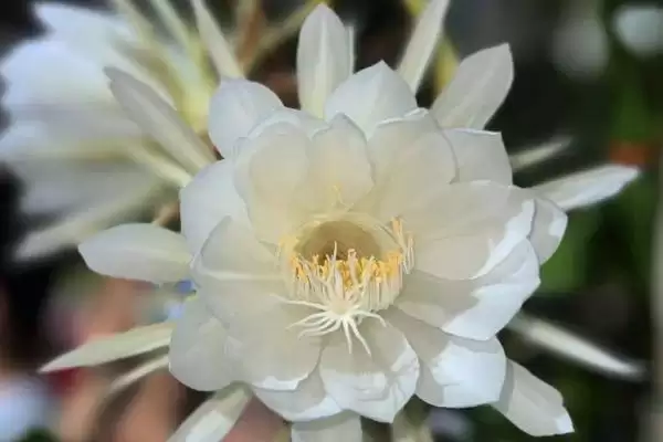 图片[2]-昙花11月会不会开花？判断昙花11月是否开花要考虑哪些生长环境和花期因素？-会东网