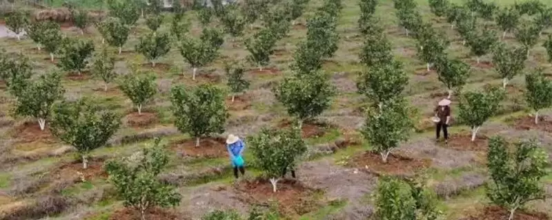 蜜柚施肥与气候条件有关系吗 ,蜜柚施肥与温度、光照、降水等有关-会东网