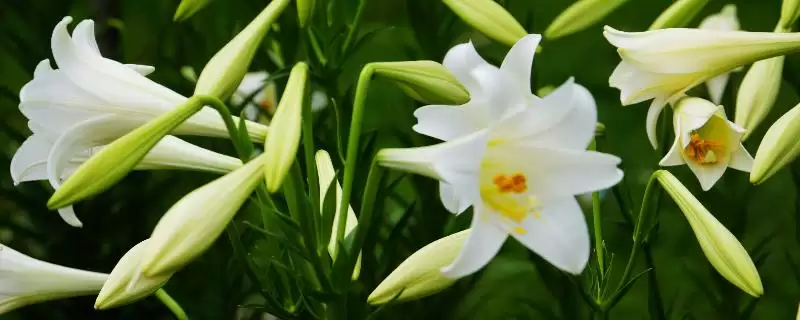 养香水百合的方法和重点?养香水百合要做好哪些细节?-会东网
