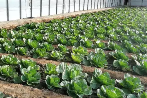 图片[2]-夏季种植甘蓝的方法和要点？夏季种植甘蓝要掌握哪些关键技术环节？-会东网