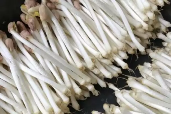 图片[11]-种植花生芽苗菜的方法和重点？种植花生芽苗菜要做好哪些细节？-会东网