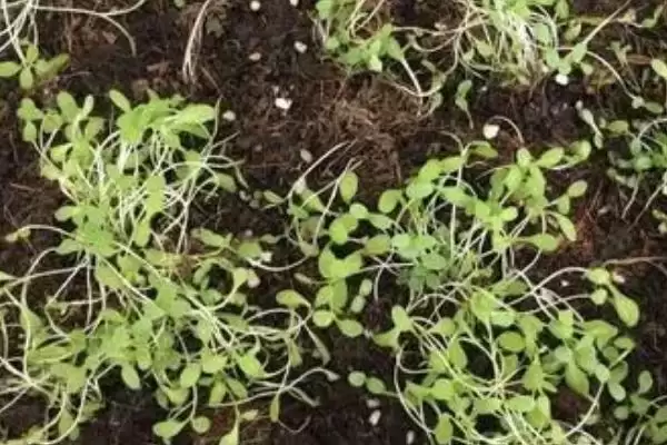 图片[4]-确定油麦菜种植时间的方法和重点？确定油麦菜种植时间要做好哪些细节？-会东网