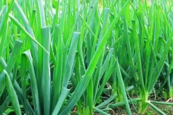 图片[4]-十一月份适合什么菜？了解十一月份适宜种植的蔬菜要关注什么？-会东网