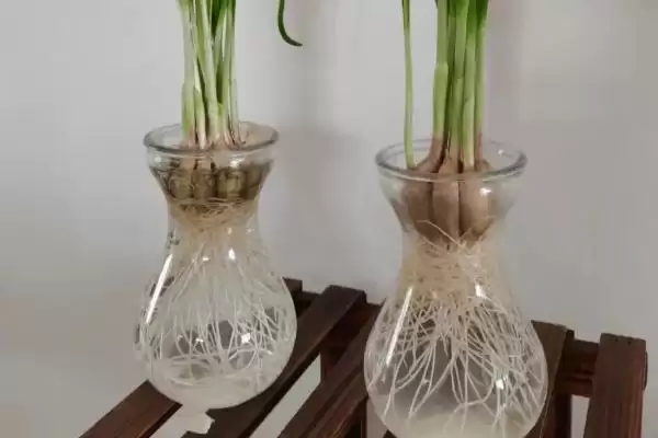 图片[2]-水培植物越冬技巧？帮助水培植物越冬要掌握哪些有效的保暖和养护技巧？-会东网