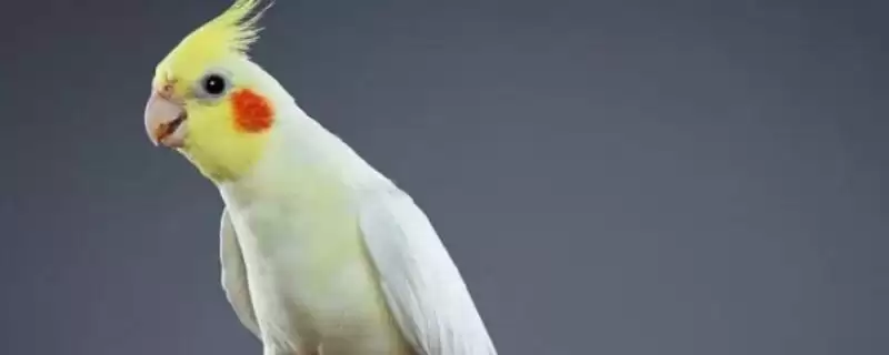 为玄凤鹦鹉换毛期选食物的方法和重点？为玄凤鹦鹉换毛期选食物要做好哪些细节？-会东网