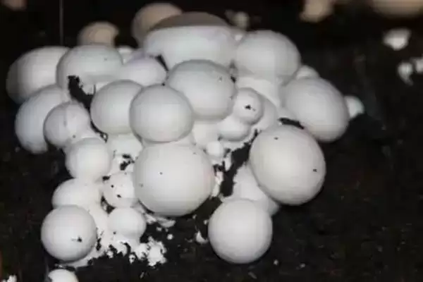 图片[3]-双孢菇的市场价格？分析双孢菇市场价格要考虑哪些市场波动和成本因素？-会东网