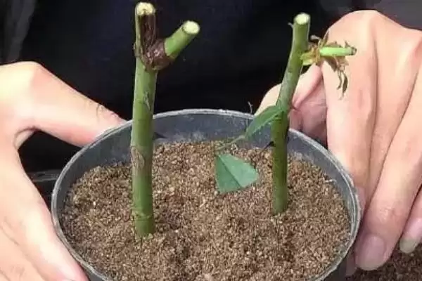 图片[3]-掌握月季花扦插方法的方法和重点？掌握月季花扦插方法要做好哪些细节？-会东网