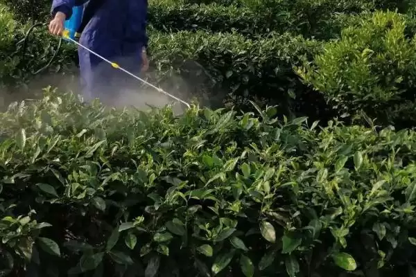 图片[5]-如何防治茶白星病？种植茶树防治茶白星病要采取哪些措施？-会东网