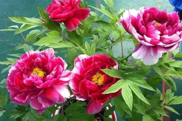 图片[4]-牡丹花的花语有什么含义呢,牡丹花寓意富贵、吉祥、幸福等美好含义-会东网