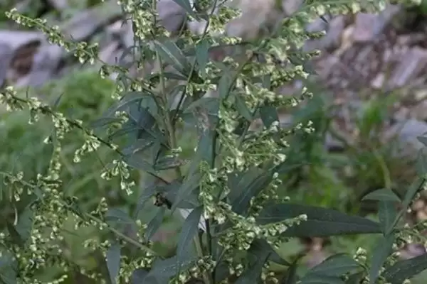 图片[4]-什么是魁蒿？认识魁蒿要了解哪些关键的植物形态和特性要点？-会东网