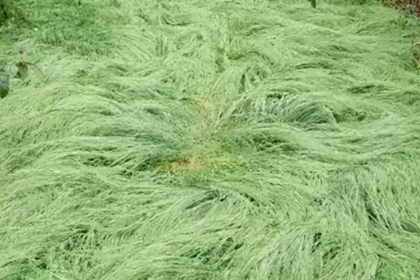 图片[4]-鼠茅草的产地？了解鼠茅草产地要知晓哪些主要的地域分布信息？-会东网