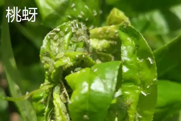 图片[4]-氯氰菊酯适合在什么时候打 ,氯氰菊酯防治不同虫害何时打-会东网