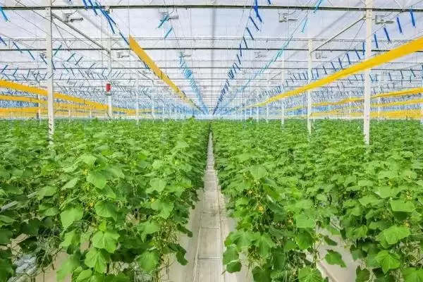 图片[3]-在温室中使用烟雾剂注意事项的方法和重点？在温室中使用烟雾剂注意事项要做好哪些细节？-会东网
