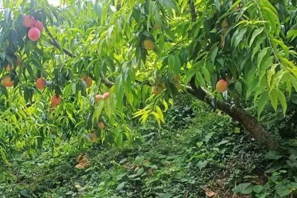 图片[9]-桃树秋施基肥的方法？桃树秋施基肥要掌握哪些正确的施肥方式和用量要点？-会东网