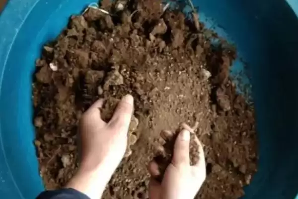 图片[3]-香橼果苗价格的波动和要点？了解香橼果苗价格需关注哪些市场因素？-会东网