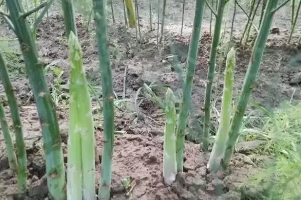图片[4]-芦笋怎么选种比较好 ,芦笋选种的关键是什么-会东网