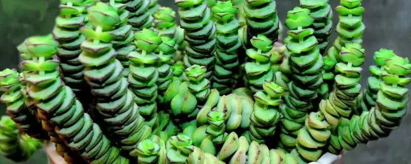 钱串子植物毒性揭秘：本身完全不含毒素的安全植物-会东网