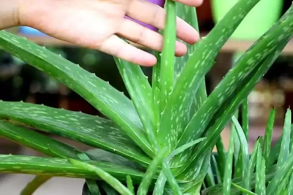 图片[4]-芦荟是根繁殖还是叶繁殖 ,芦荟的繁殖方式是根繁殖吗-会东网