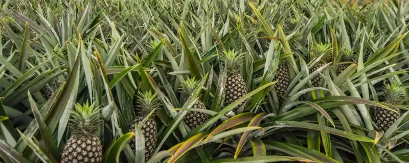 种植菠萝的条件和要点？种植菠萝需满足哪些特定要求？-会东网