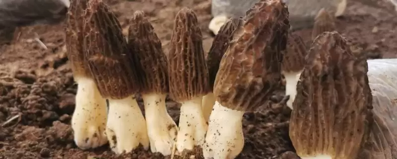 种植一亩羊肚菌纯利润的计算和要点？种植羊肚菌收益需关注什么？-会东网