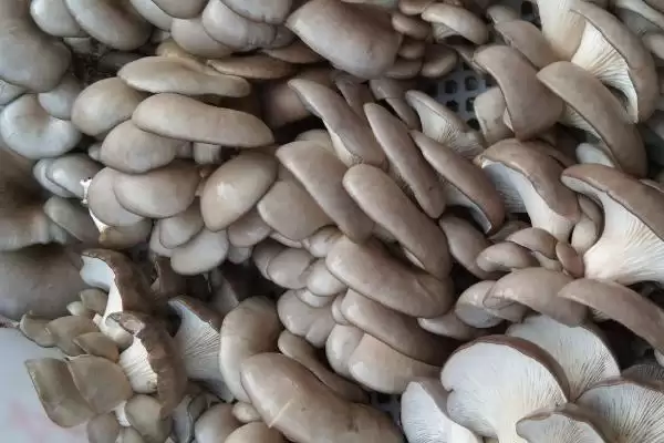 图片[6]-建设一亩蘑菇大棚的成本 ,建一亩蘑菇大棚需多少成本-会东网