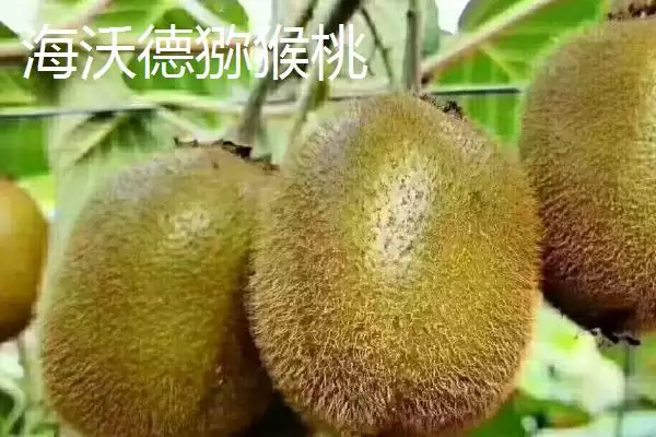 图片[6]-什么品种的猕猴桃最甜最好吃？了解优质猕猴桃品种要知晓哪些口味特性？-会东网