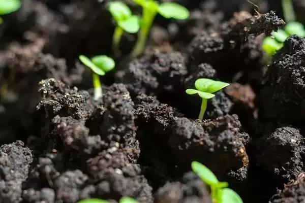 图片[4]-芥菜的收获时间 ,芥菜在什么时候可以进行收获-会东网