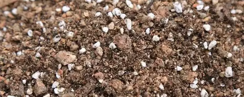 最简单的多肉配土方法的要点和步骤？多肉配土需掌握哪些技巧？-会东网