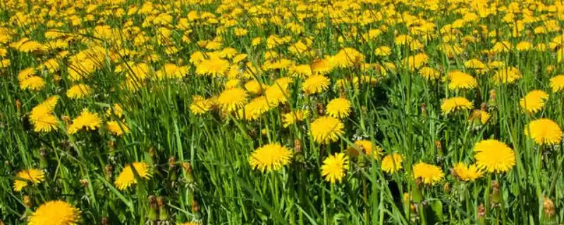 蒲公英与苦菜的区别剖析：叶片形状不同的关键特征-会东网