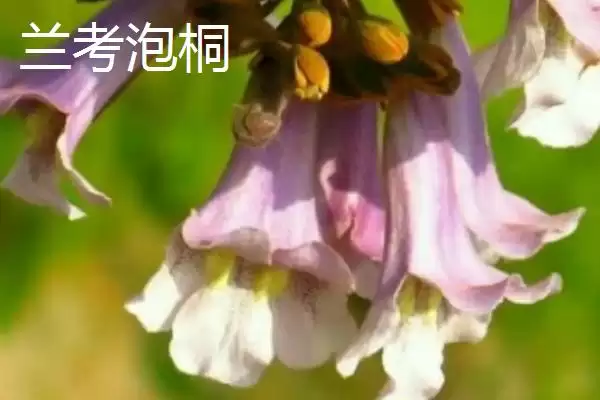 图片[7]-泡桐树开花时间揭秘：一般3-4月绽放的美丽时刻-会东网