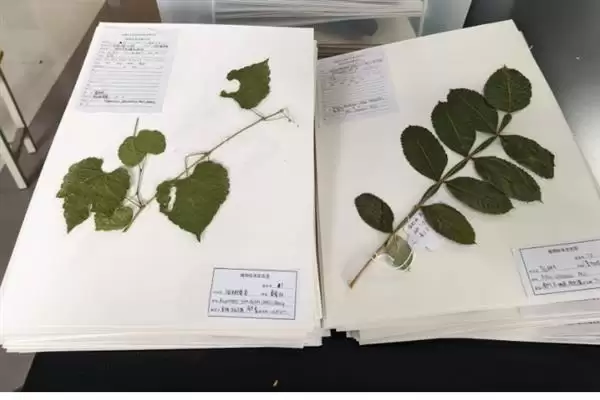 图片[4]-制作植物标本的方法和重点？制作植物标本要做好哪些细节？-会东网